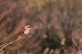 20111031_Langstaartklauwier_Den helder_06